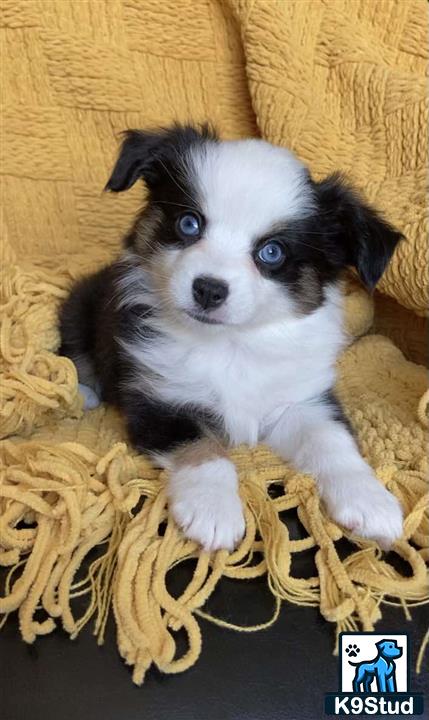 a miniature australian shepherd puppy in a basket