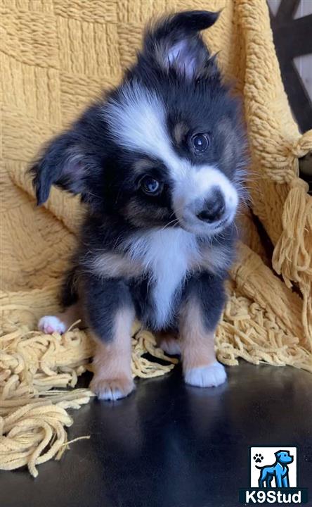 a small miniature australian shepherd puppy standing on a rug