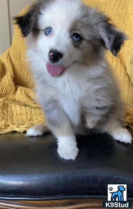 a miniature australian shepherd dog with its tongue out