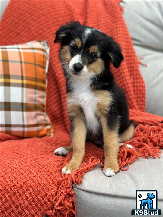 a miniature australian shepherd dog sitting on a couch