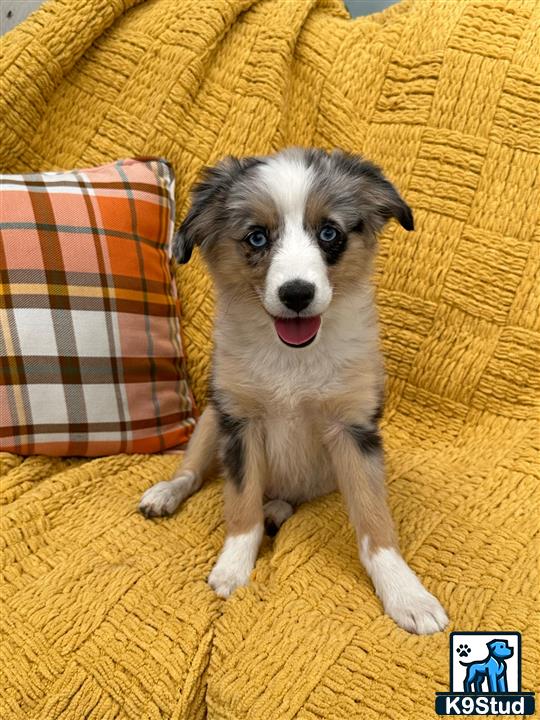 a miniature australian shepherd dog sitting on a couch