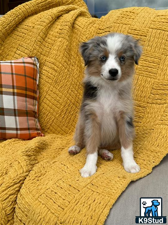 a miniature australian shepherd dog sitting on a couch