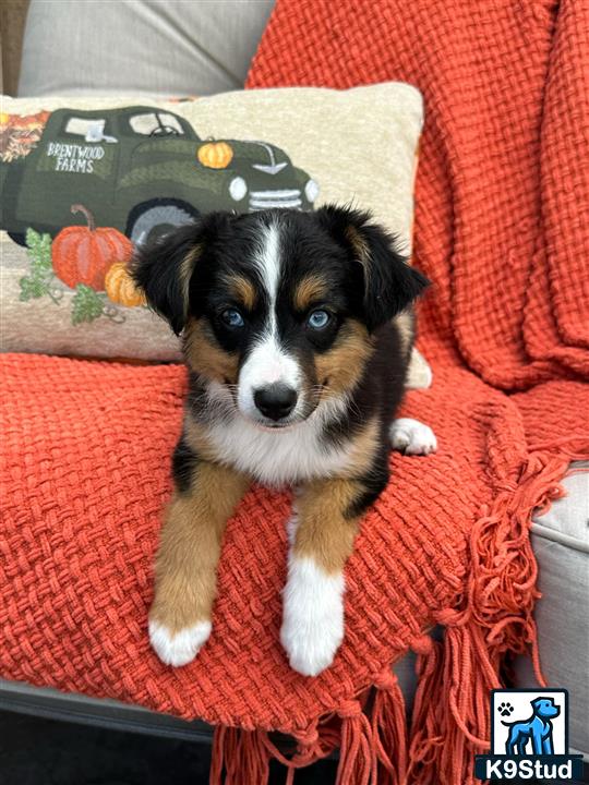 a miniature australian shepherd dog wearing a hat