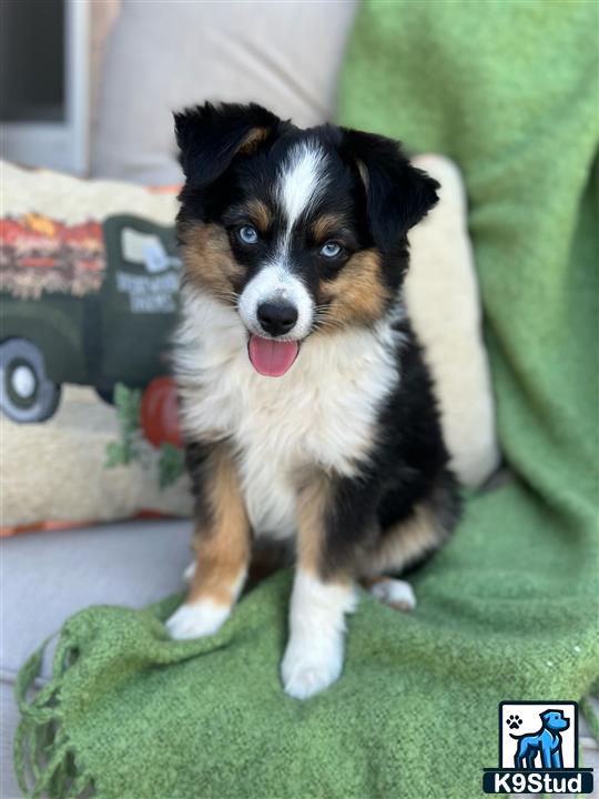 a miniature australian shepherd dog sitting on a couch