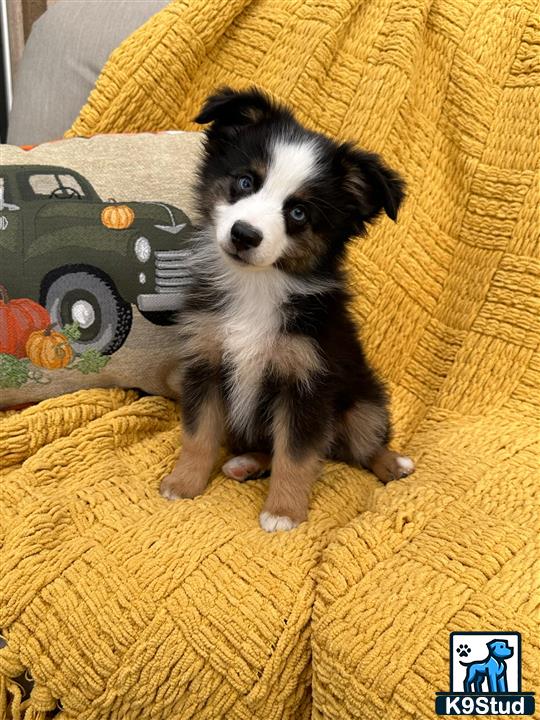 a small miniature australian shepherd dog sitting on a couch