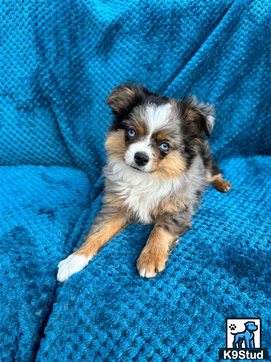 a small miniature australian shepherd dog on a blue blanket