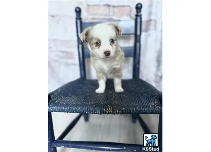 a small australian shepherd puppy standing on a chair