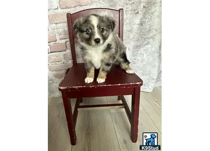 a australian shepherd dog sitting on a chair