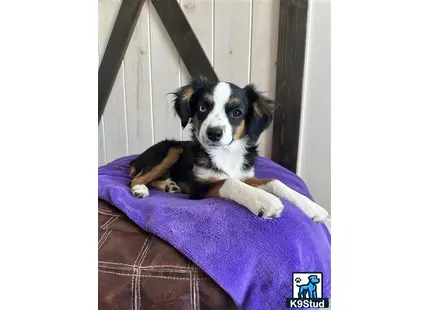 a australian shepherd dog lying on a purple blanket