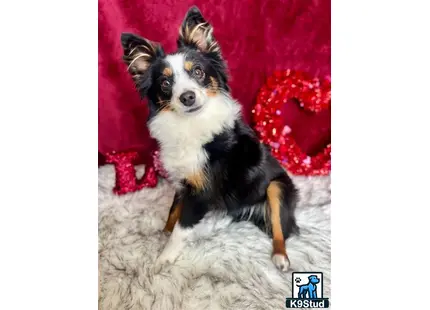 a australian shepherd dog sitting on a blanket