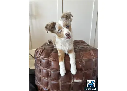 a australian shepherd dog sitting on a chair