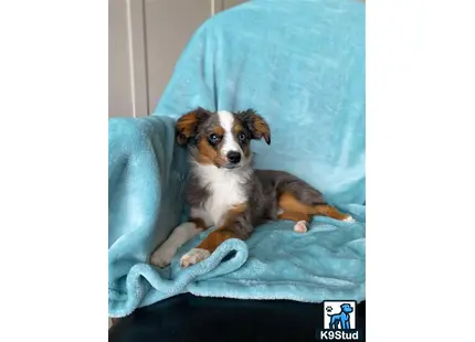 a australian shepherd dog lying on a couch