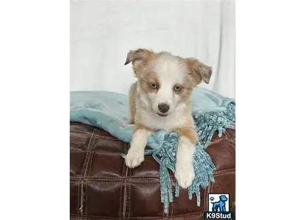 a australian shepherd dog sitting on a couch