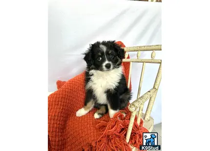 a miniature australian shepherd dog sitting on a chair