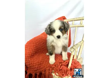 a small white miniature australian shepherd dog