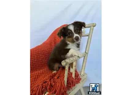 a miniature australian shepherd dog sitting in a chair