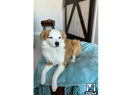 a miniature australian shepherd dog lying on a bed