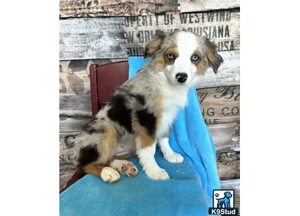 a miniature australian shepherd dog sitting on a blue chair