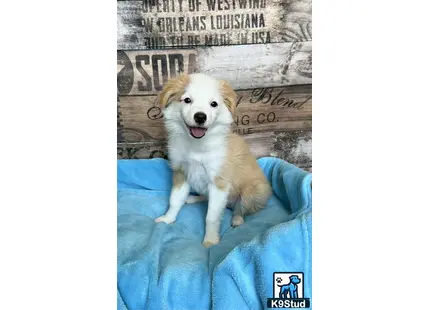 a miniature australian shepherd dog sitting on a couch