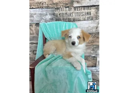 a miniature australian shepherd dog sitting in a chair