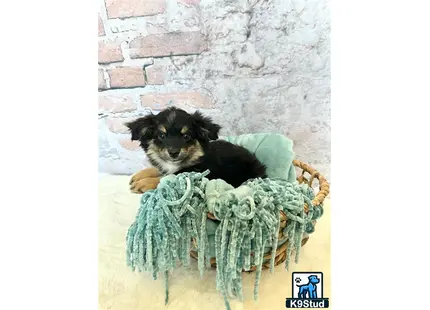 a miniature australian shepherd dog in a basket