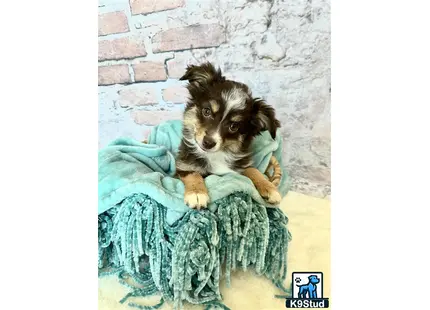 a miniature australian shepherd dog wrapped in a blanket