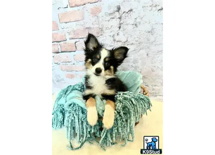 a miniature australian shepherd dog sitting in a miniature australian shepherd dog bed