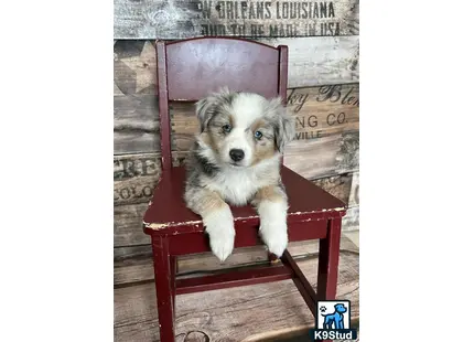 a miniature australian shepherd dog sitting in a chair