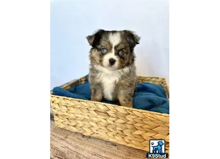 a small miniature australian shepherd dog sitting on a blanket