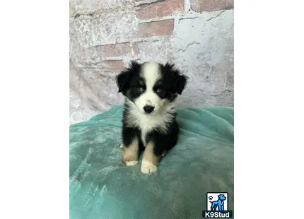 a miniature australian shepherd dog standing in a pool