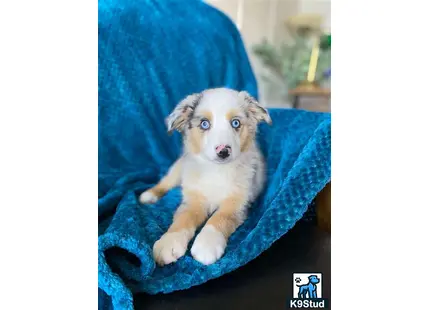 a miniature australian shepherd puppy sitting on a blue blanket