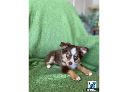 a miniature australian shepherd dog lying on a green couch