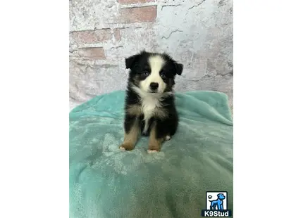 a miniature australian shepherd dog standing on a green surface