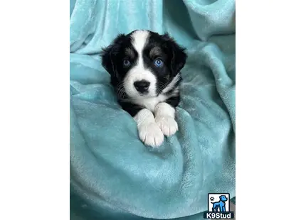 a miniature australian shepherd puppy on a blanket