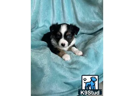 a miniature australian shepherd dog lying on a bed