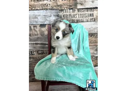 a miniature australian shepherd dog sitting in a chair