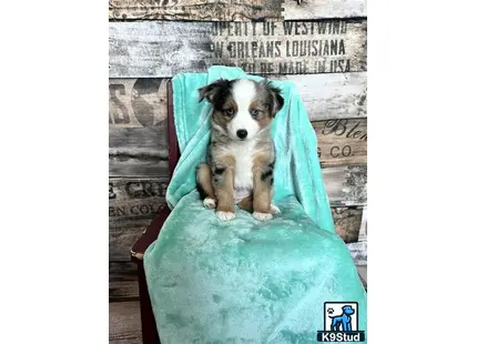 a miniature australian shepherd dog in a miniature australian shepherd dog bed