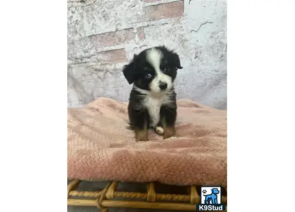 a miniature australian shepherd dog sitting on a chair