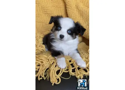 a miniature australian shepherd puppy in a basket