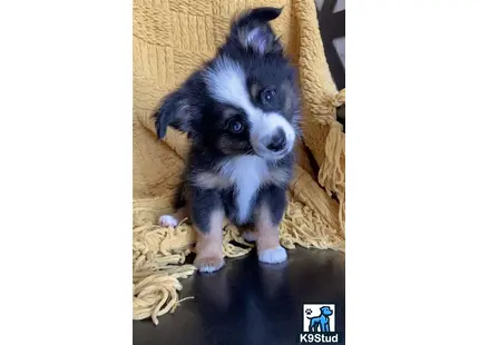 a small miniature australian shepherd puppy standing on a rug