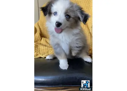 a miniature australian shepherd dog with its tongue out