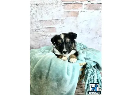 a miniature australian shepherd dog sitting on a blanket