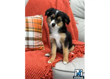 a miniature australian shepherd dog sitting on a couch