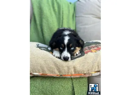 a miniature australian shepherd dog lying in a miniature australian shepherd dog bed