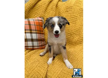 a miniature australian shepherd dog sitting on a couch