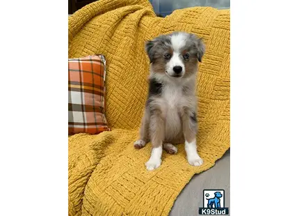 a miniature australian shepherd dog sitting on a couch