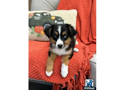 a miniature australian shepherd dog wearing a hat