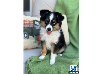 a miniature australian shepherd dog sitting on a couch