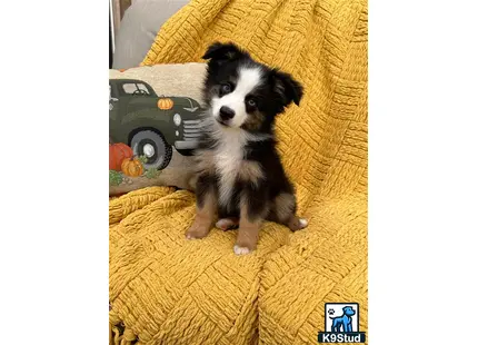 a small miniature australian shepherd dog sitting on a couch