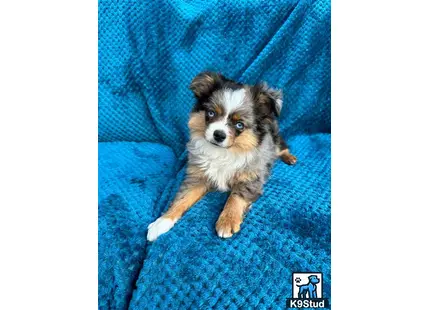 a small miniature australian shepherd dog on a blue blanket